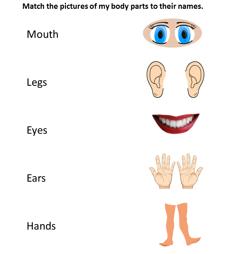 environmental science preschool body parts worksheet 2 match the pictures color