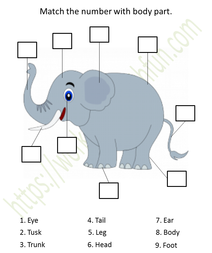 body parts evs worksheet for nursery class course